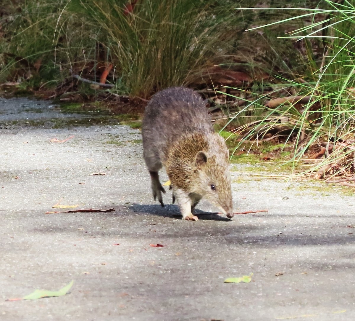 Southern Brown Bandicoot - ML657687505