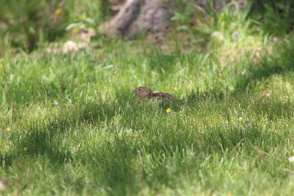 Thirteen-lined Ground Squirrel - ML657687506