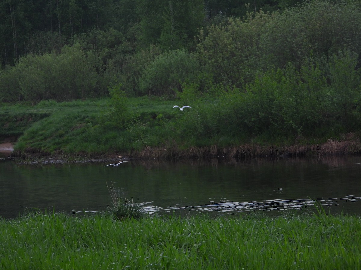 Black-headed Gull - ML657687507