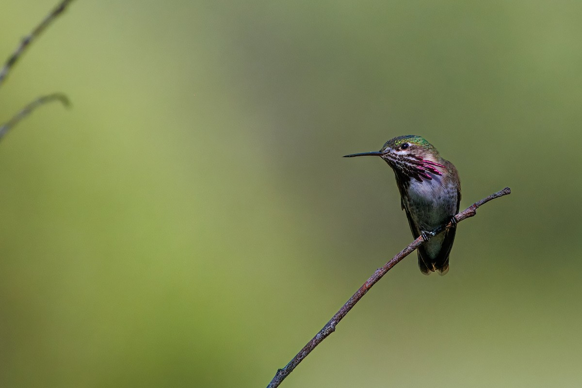 Calliope Hummingbird - ML657687509