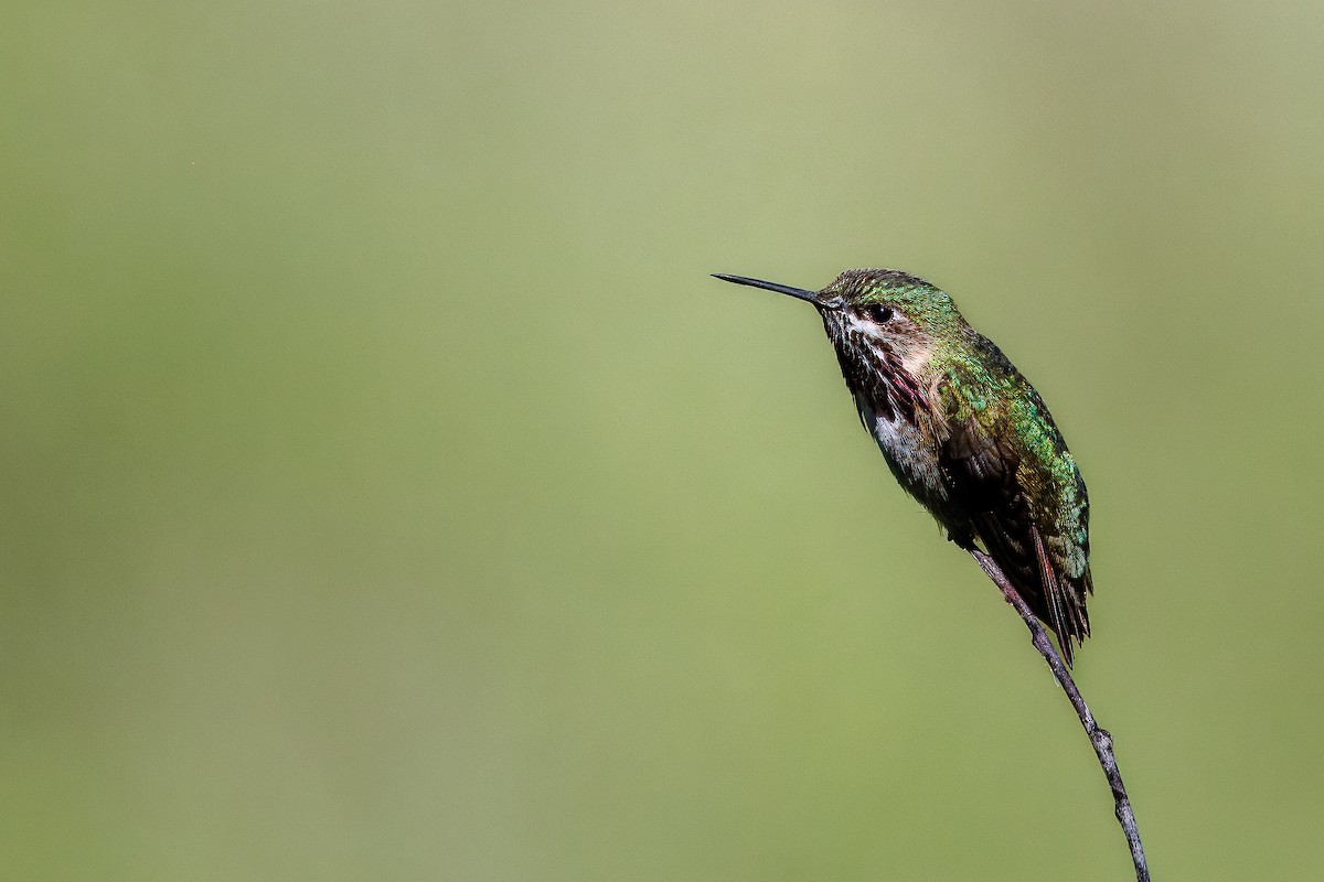 Calliope Hummingbird - ML657687510