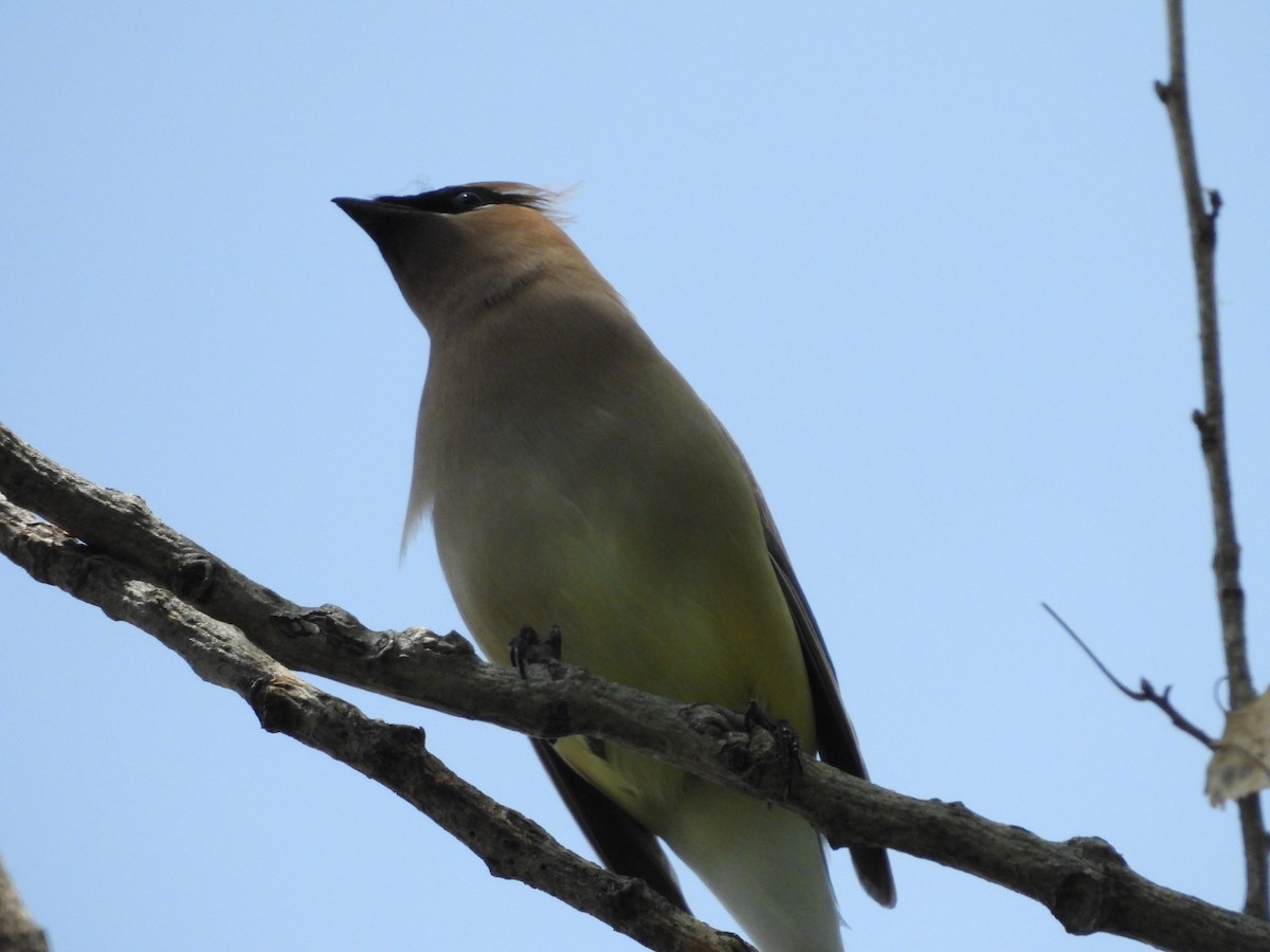 Cedar Waxwing - ML657687511