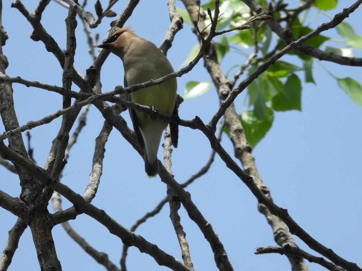 Cedar Waxwing - ML657687512