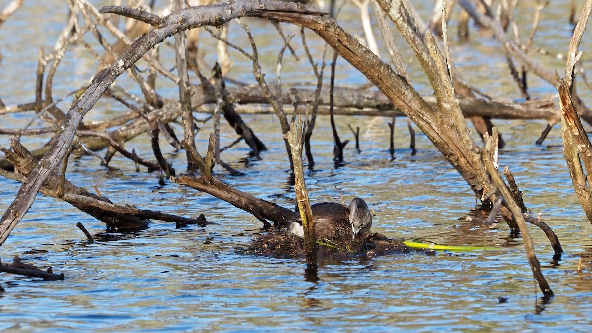 Pied-billed Grebe - ML657687513