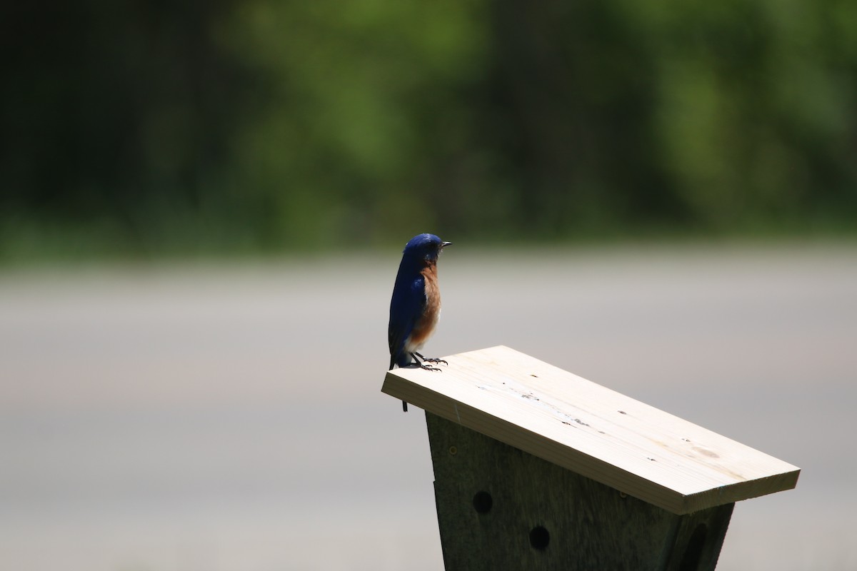 Eastern Bluebird - ML657687514