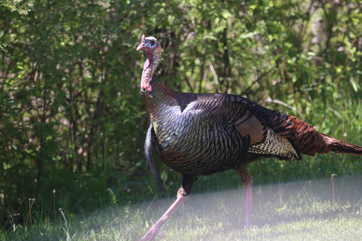 Wild Turkey - ML657687516