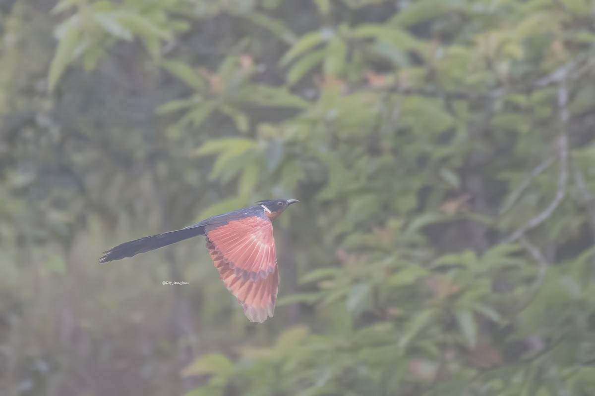 Chestnut-winged Cuckoo - ML657687517