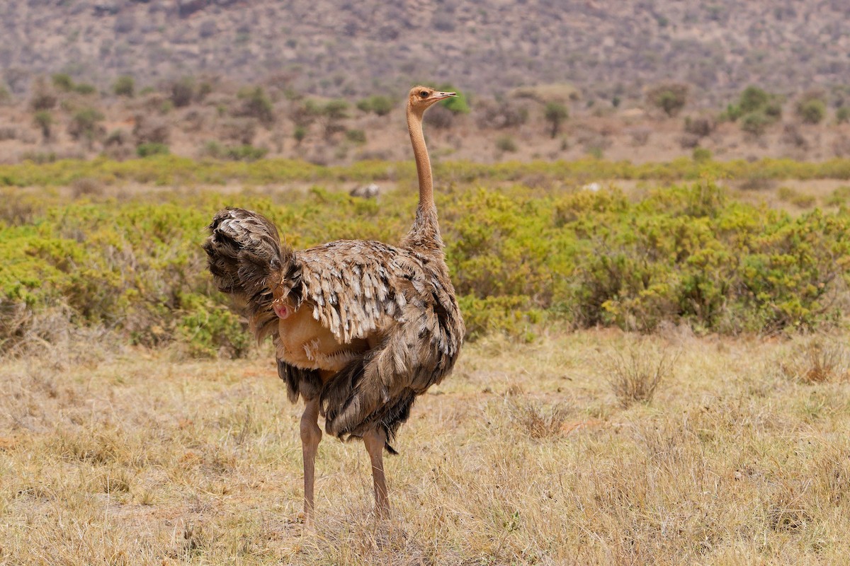 Somali Ostrich - ML657687518