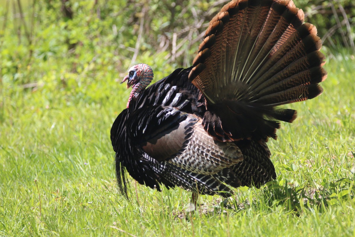 Wild Turkey - ML657687519