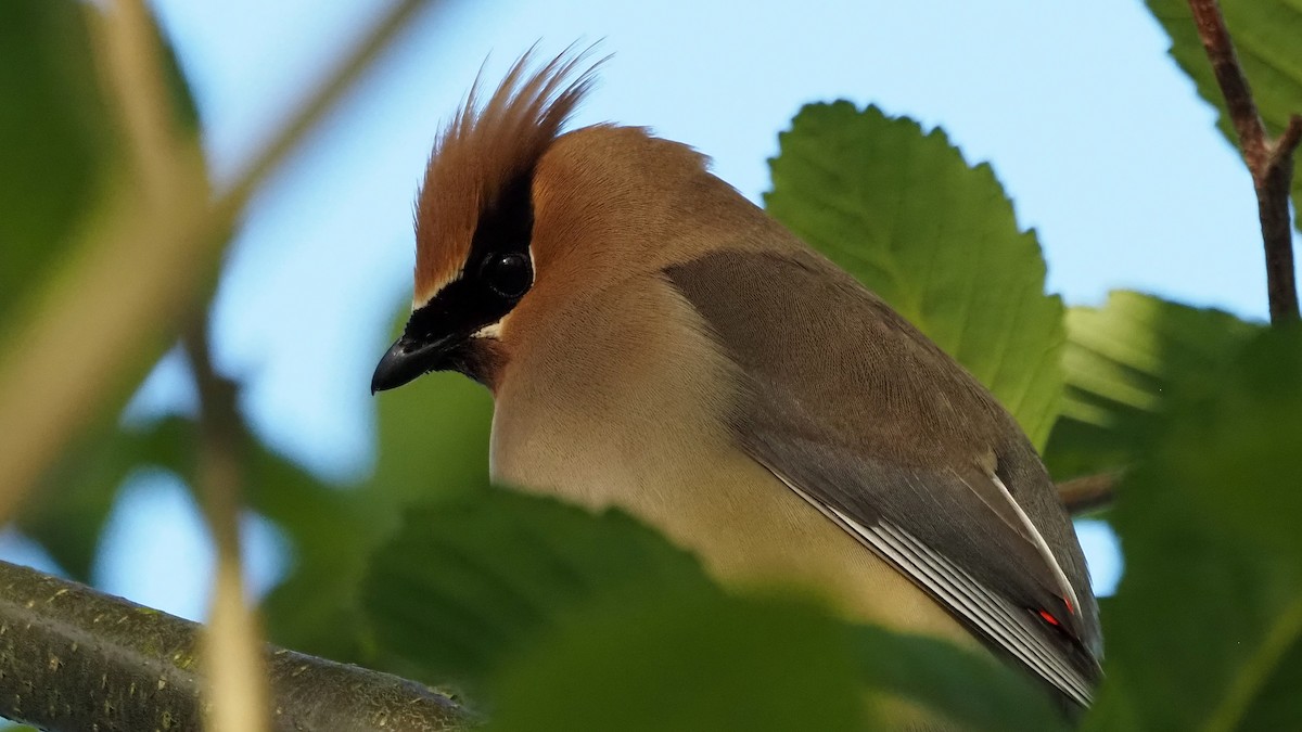 Cedar Waxwing - ML657687520