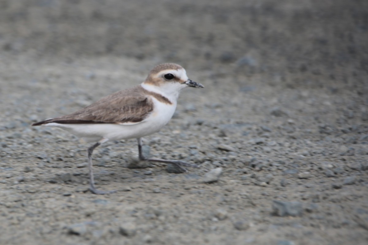 Kentish Plover - ML657687521