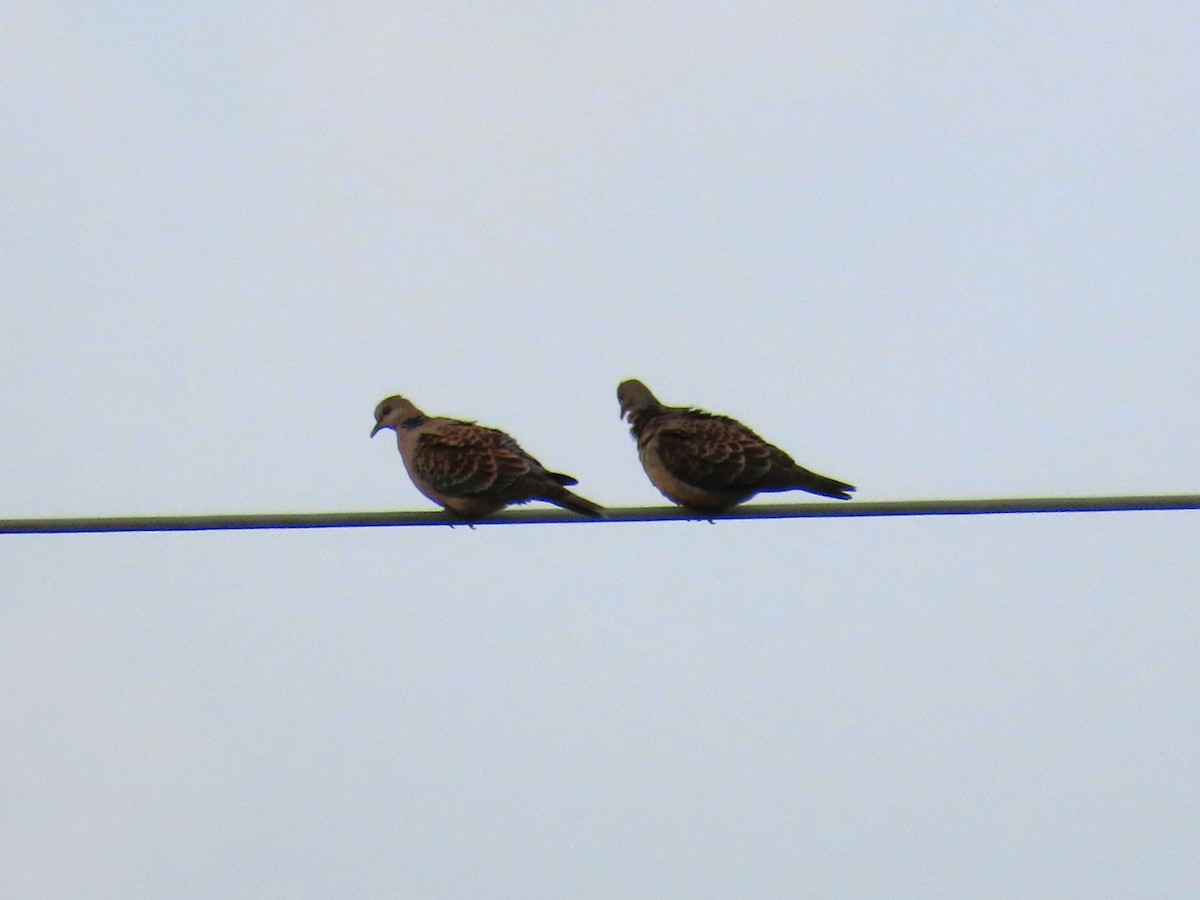 Oriental Turtle-Dove - ML657687524
