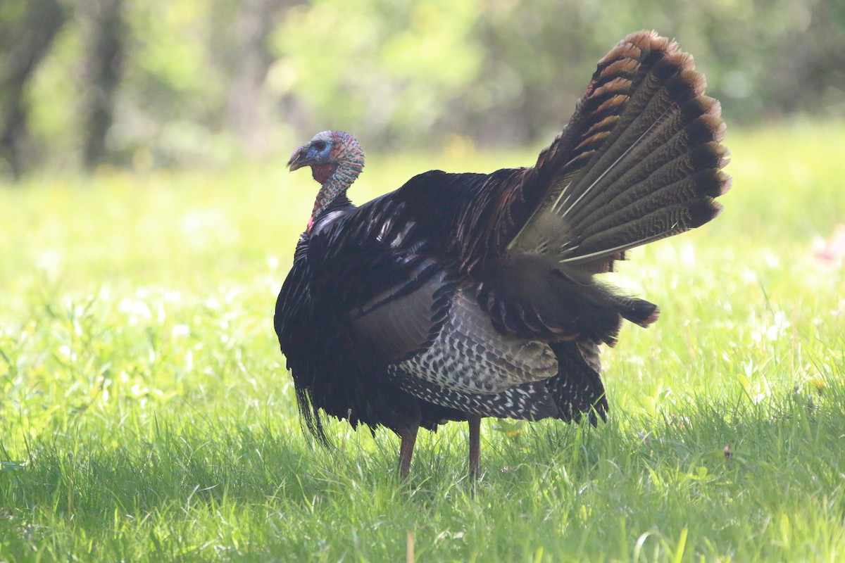 Wild Turkey - ML657687525