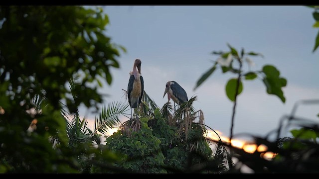 Marabou Stork - ML657687841