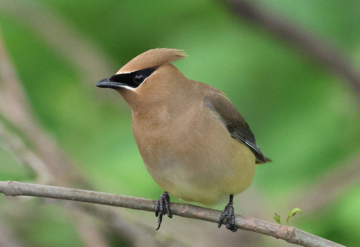 Cedar Waxwing - ML657688289