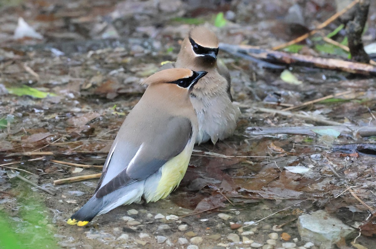 Cedar Waxwing - ML657688292