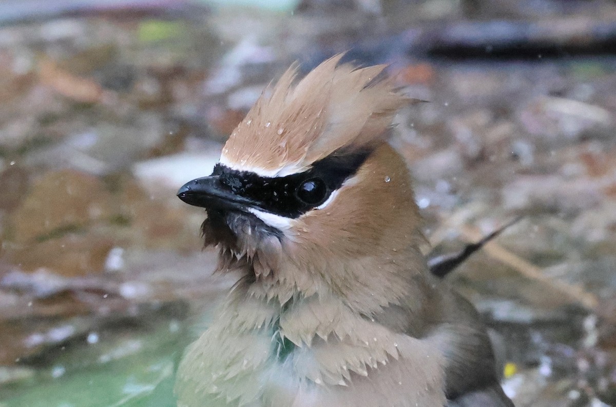 Cedar Waxwing - ML657688294