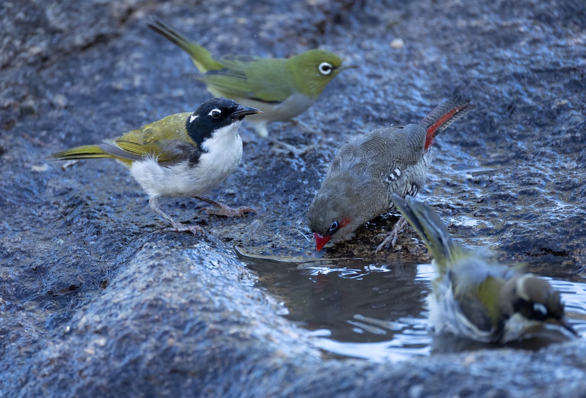 Gilbert's Honeyeater - ML657688602