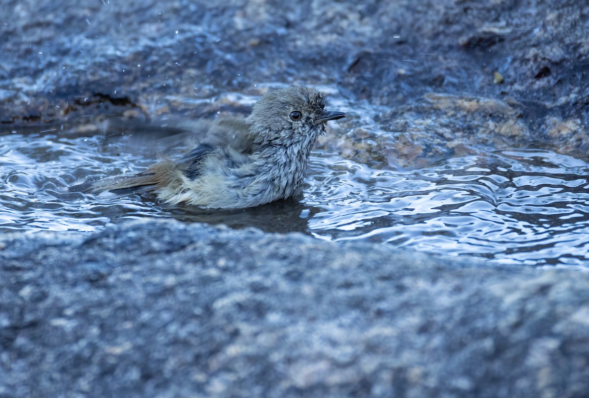 Inland Thornbill - ML657688690