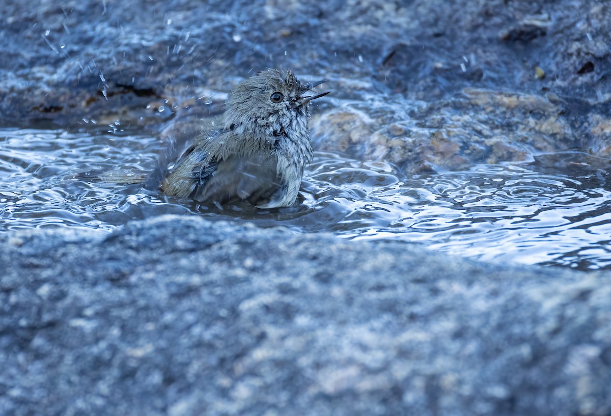 Inland Thornbill - ML657688692