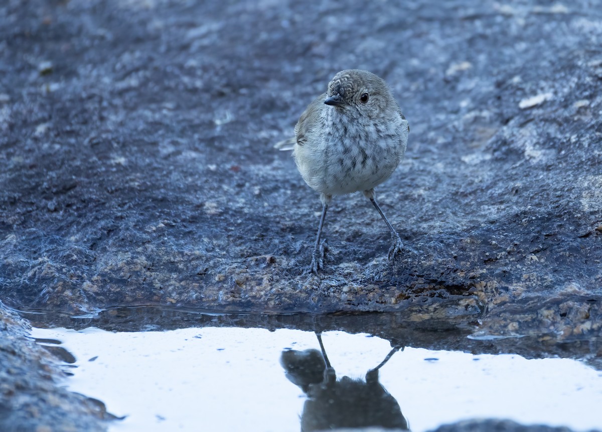 Inland Thornbill - ML657688693