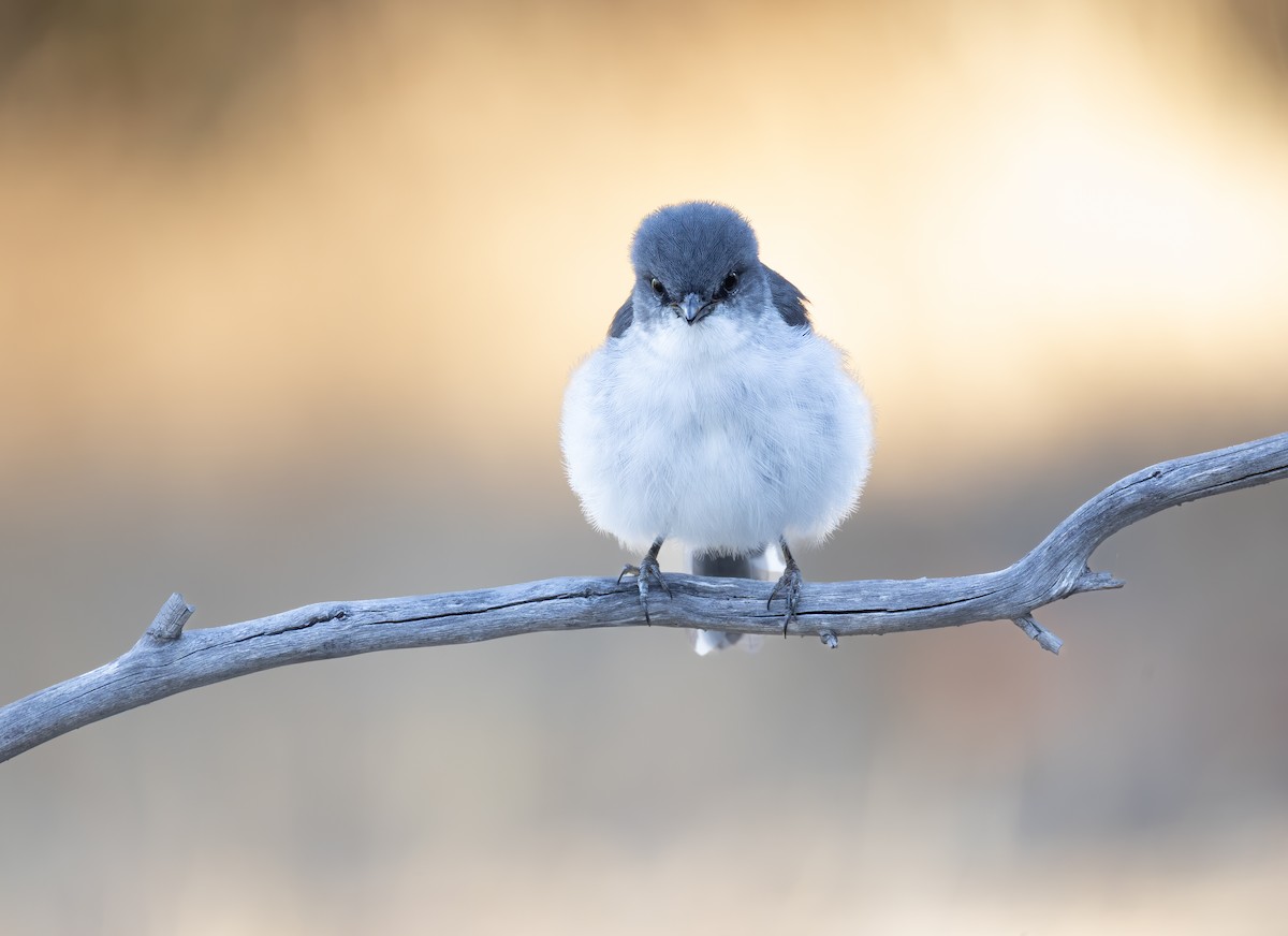 White-breasted Robin - ML657688799