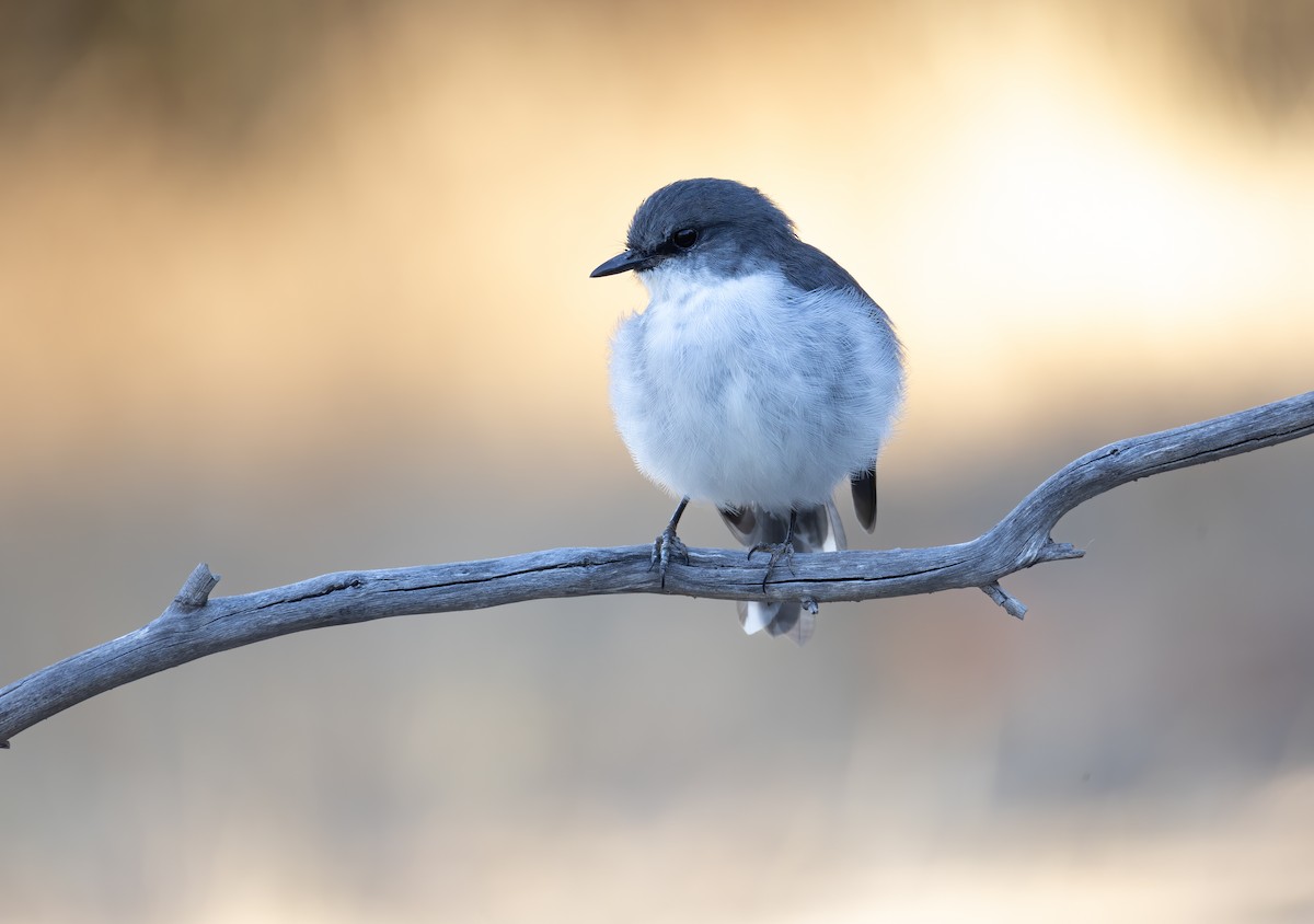 White-breasted Robin - ML657688800