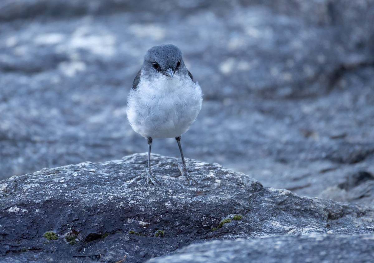 White-breasted Robin - ML657688801