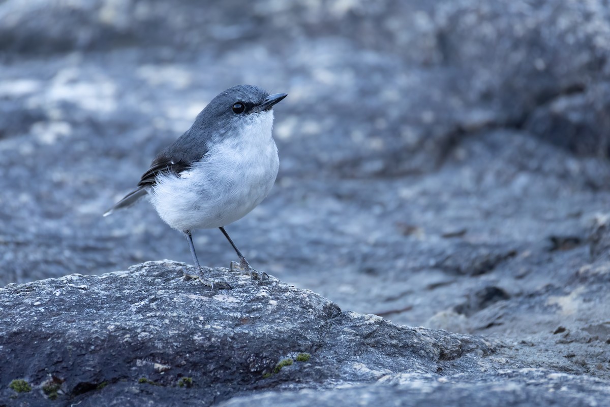 White-breasted Robin - ML657688802
