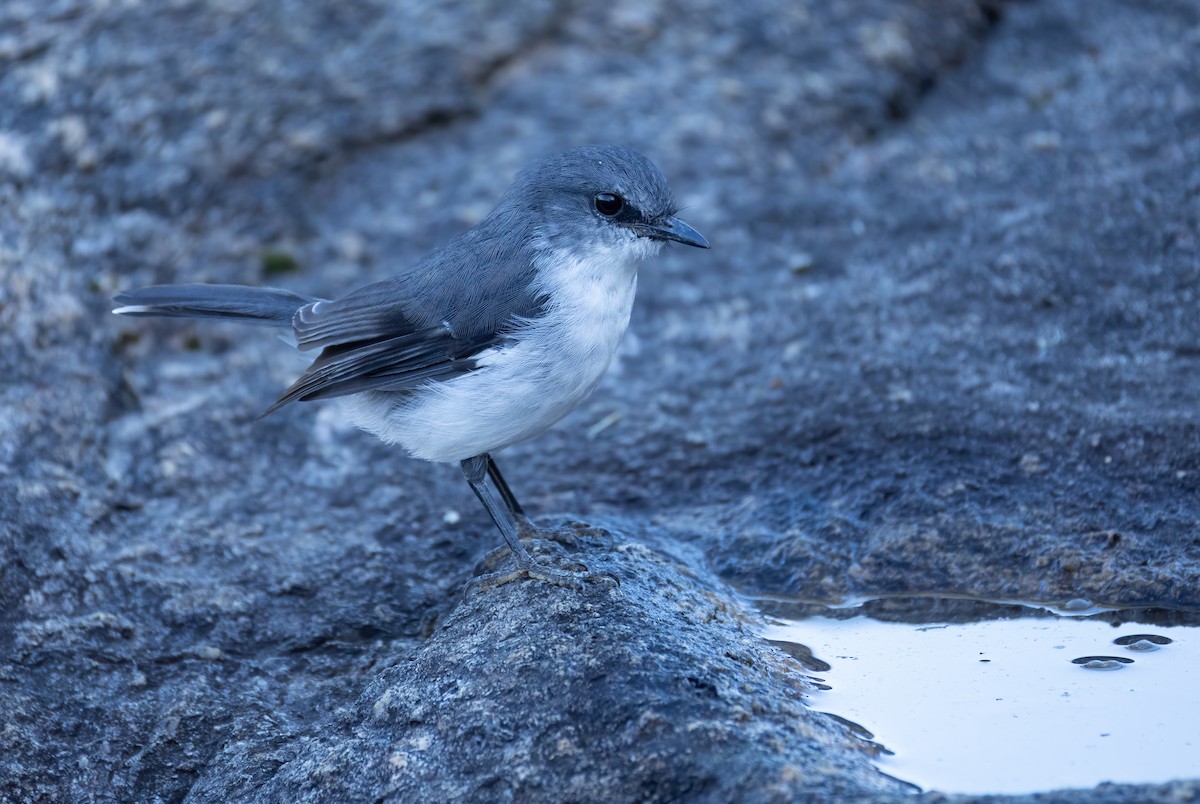 White-breasted Robin - ML657688803