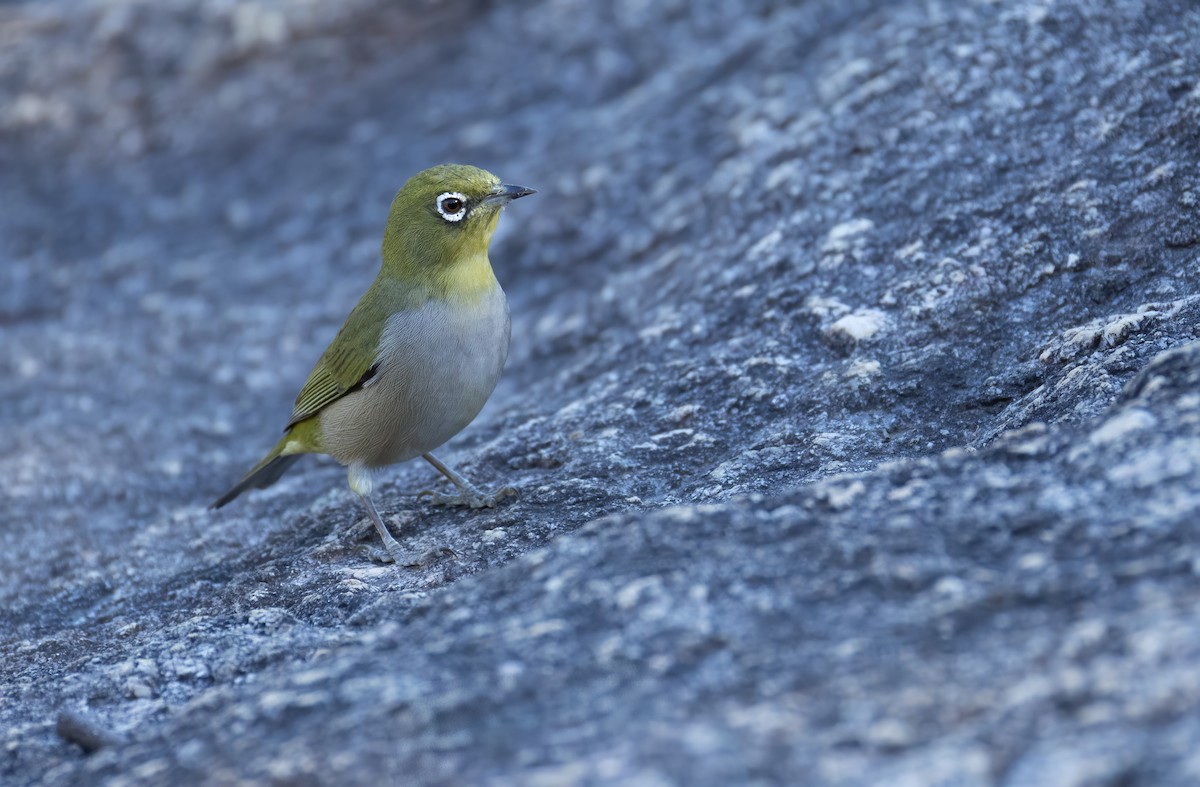 Silvereye - ML657688835