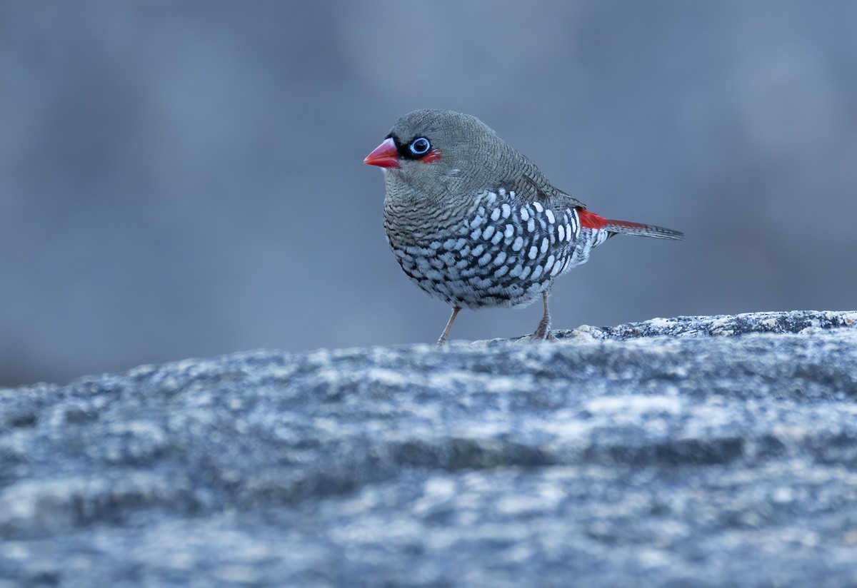 Red-eared Firetail - ML657688861