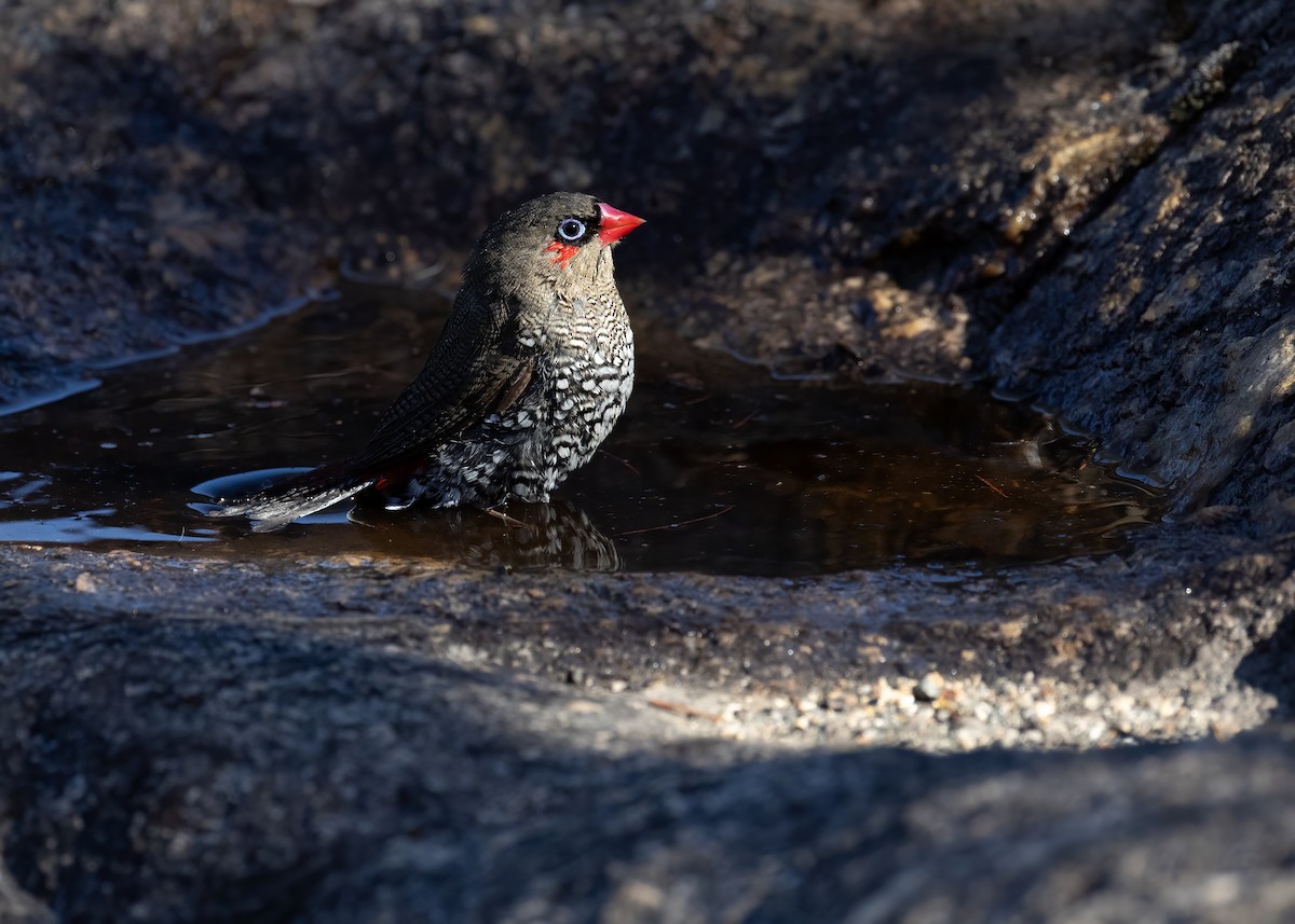 Red-eared Firetail - ML657688862