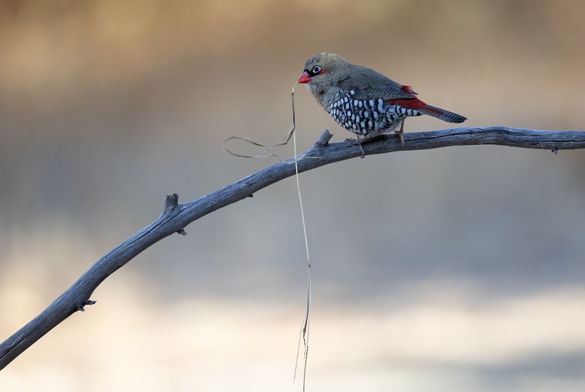 Red-eared Firetail - ML657688863