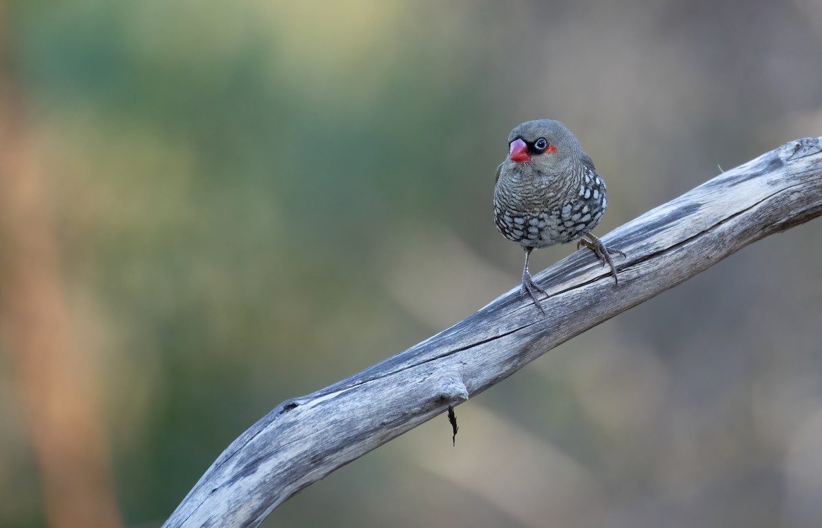 Red-eared Firetail - ML657688865