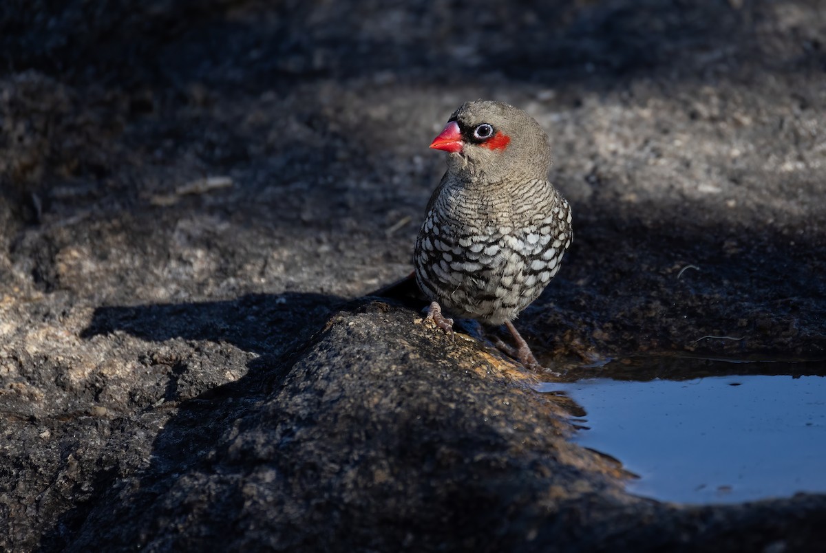 Red-eared Firetail - ML657688867
