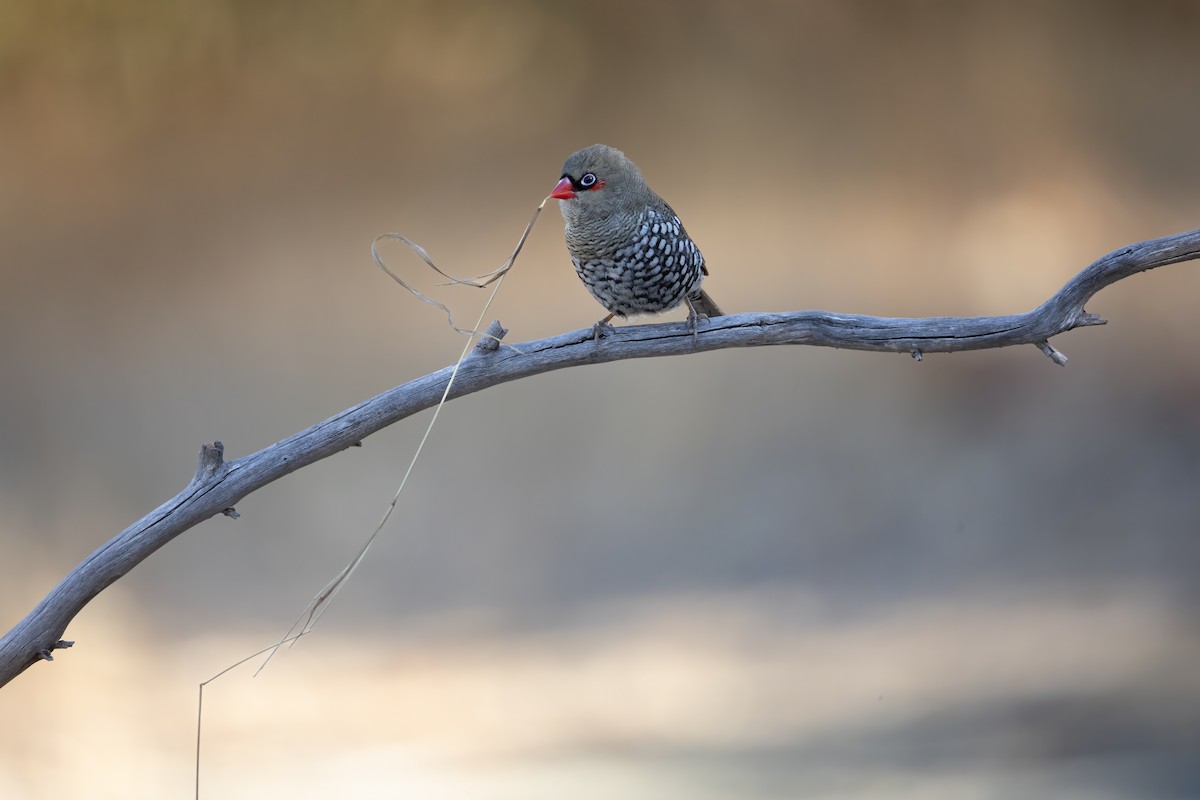 Red-eared Firetail - ML657688868