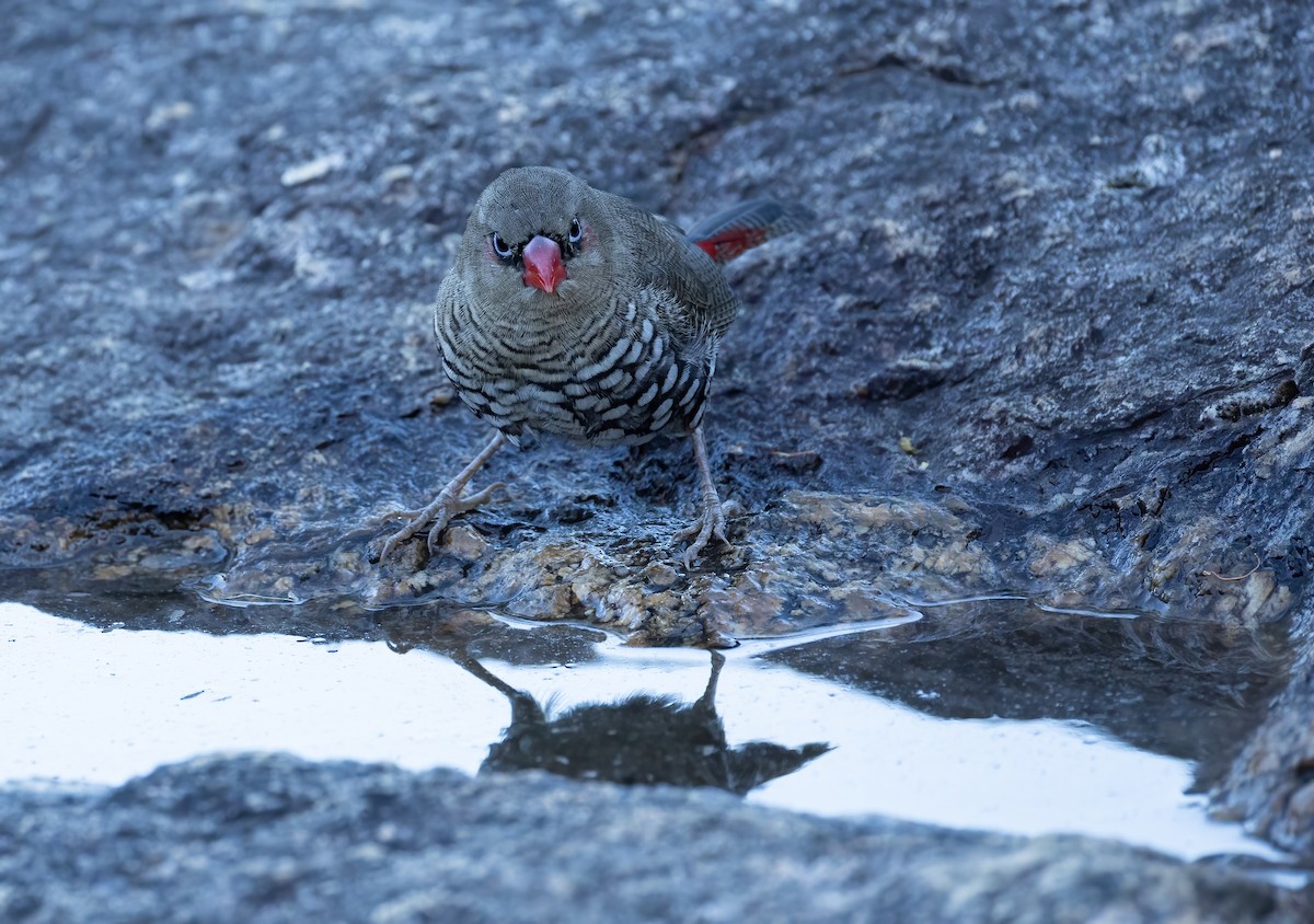Red-eared Firetail - ML657688869