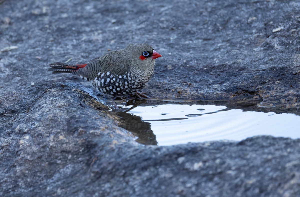 Red-eared Firetail - ML657688872