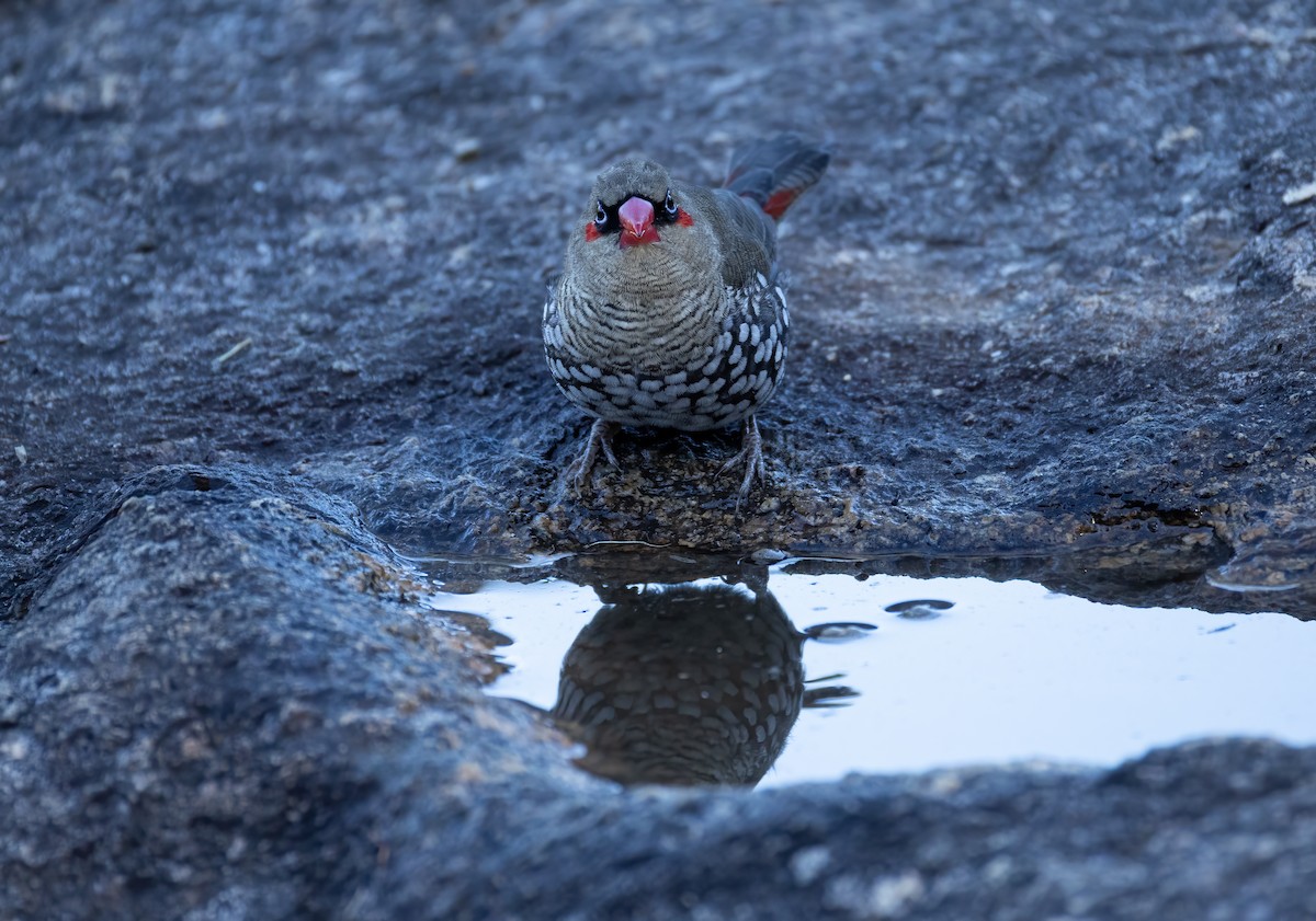 Red-eared Firetail - ML657688874
