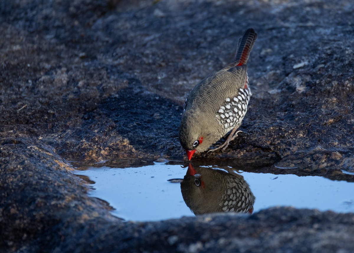 Red-eared Firetail - ML657688875