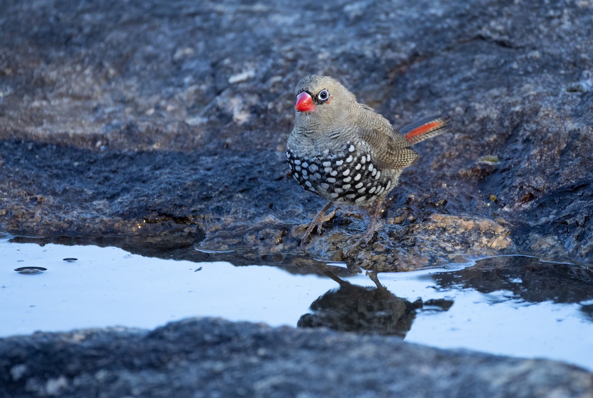 Red-eared Firetail - ML657688876