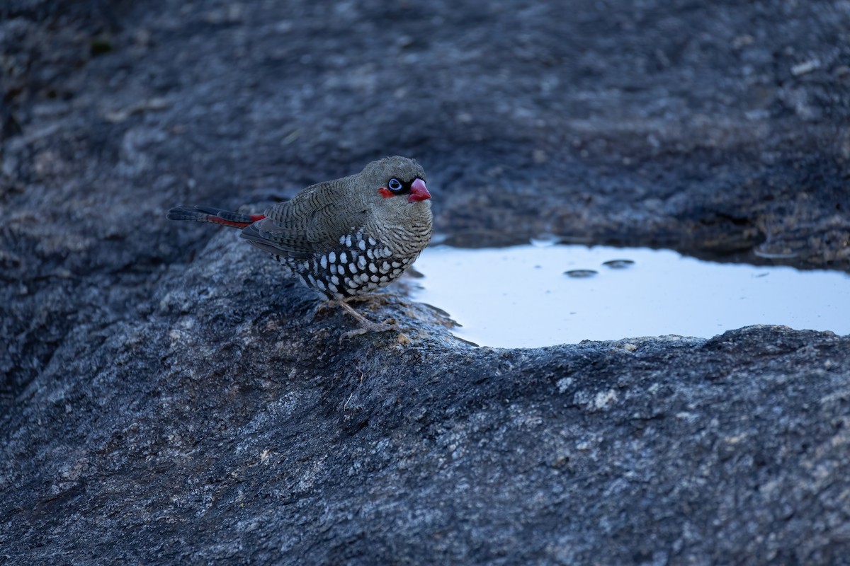 Red-eared Firetail - ML657688877