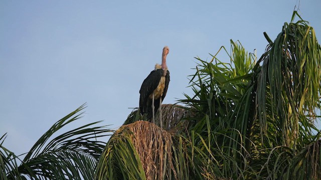 Marabou Stork - ML657689024