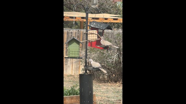 Eurasian Collared-Dove - ML657689081