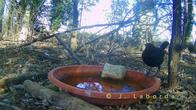 Amsel - ML657689196