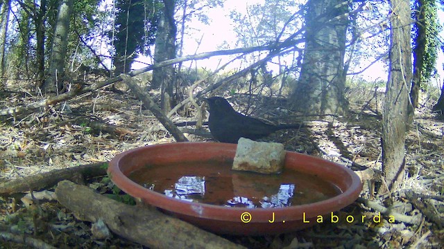 Amsel - ML657689197