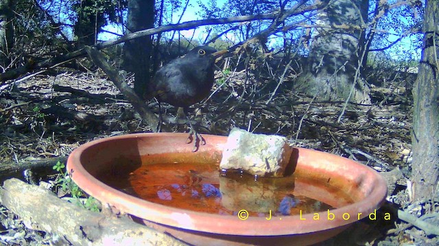 Amsel - ML657689198