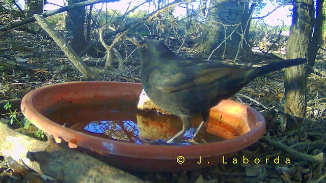Amsel - ML657689199