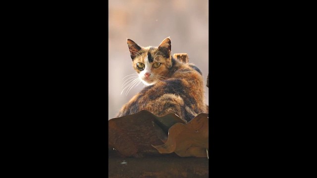 Hauskatze - ML657689267